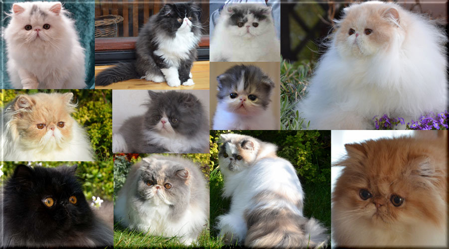 Kitten von 2012