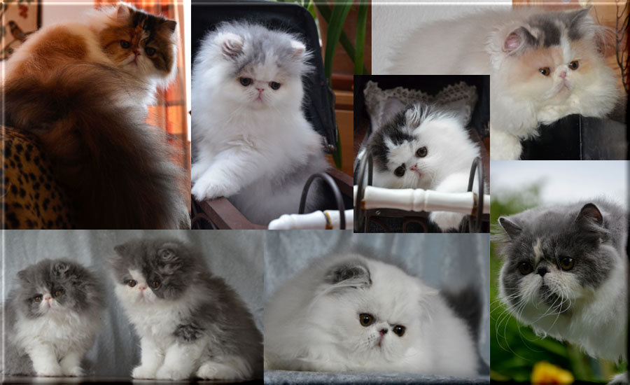 Kitten von 2014